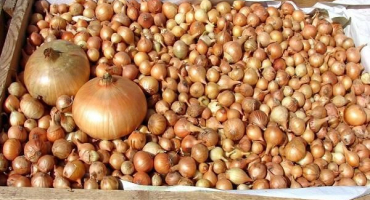 4 Nejlepší způsoby, jak správně sušit cibuli doma na zimu